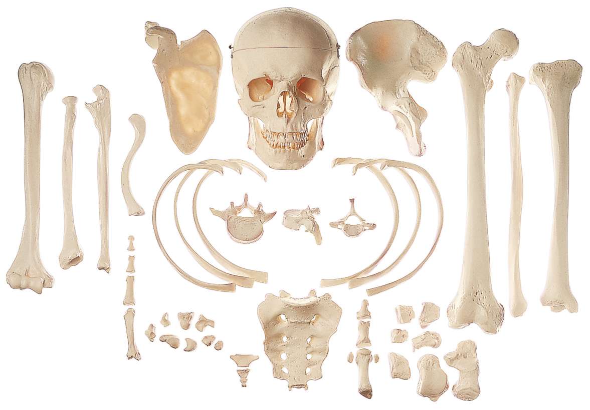 Sammlung typischer Knochen vom Menschen Einzelne Knochen Skelett Allgemeine Anatomie
