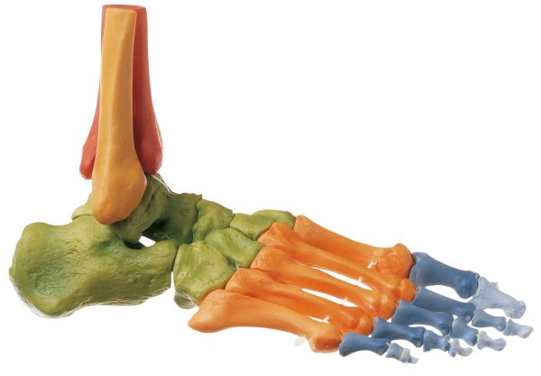 Fuss-Skelett, rechts (Bewegliche Gelenke + Farbe)