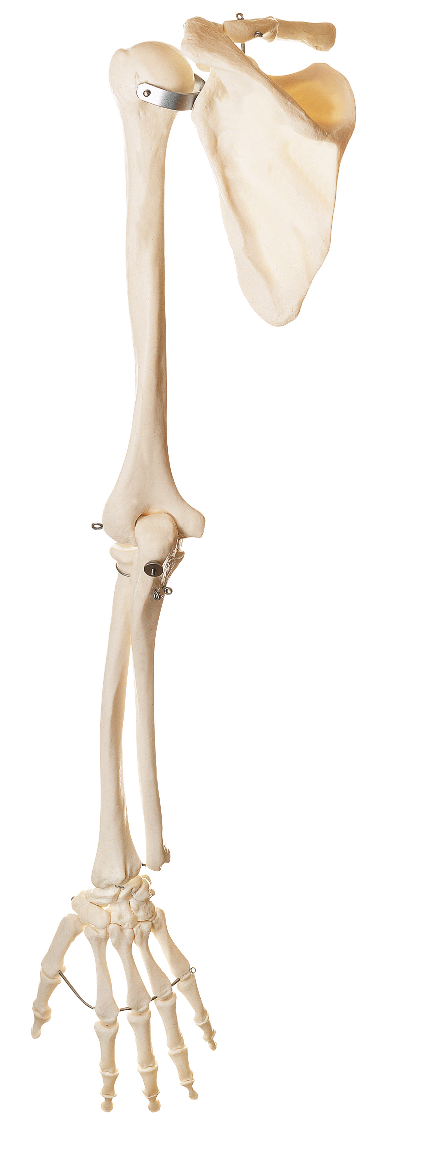 Skeleton of the Arm with Shoulder Girdle, Bone Models