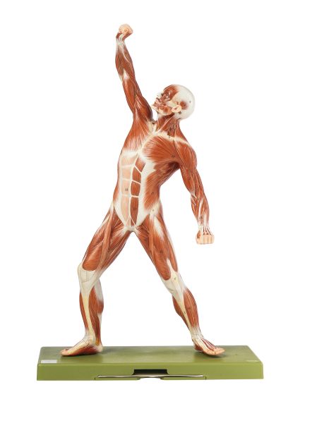 Male Muscle Figure