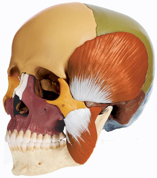 14-Part Coloured Model of the Skull with Muscles of Mastication