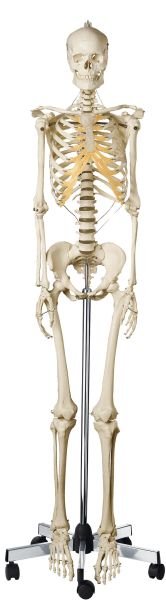 Artificial Human Skeleton, female