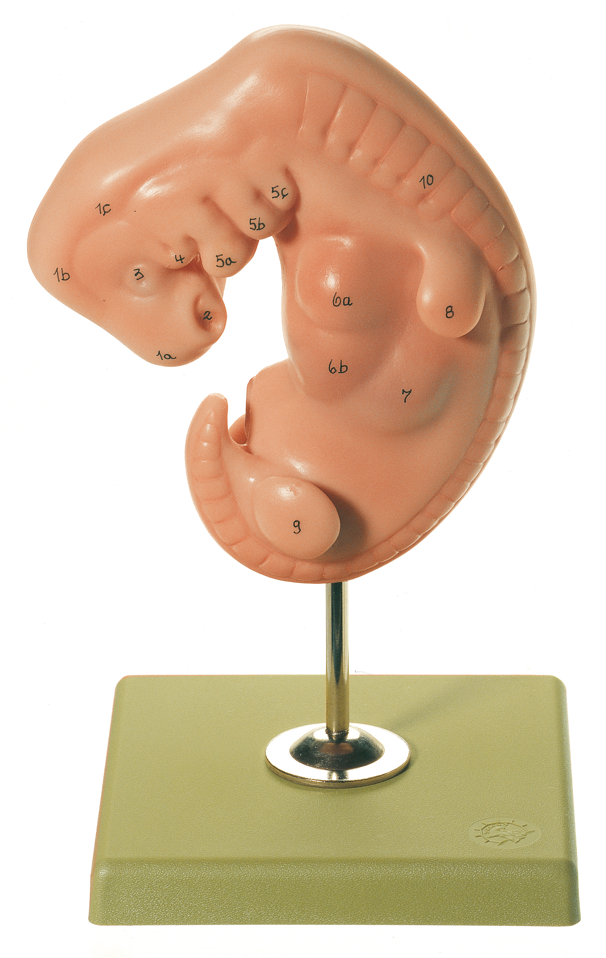 Embryologie | Allgemeine Anatomie | Anatomische SOMSO® Modelle | CLA® - Coburger Lehrmittelanstalt