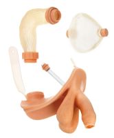 Männl. Geschlechtsorgan mit bewegl. Vorhaut Männl. Geschlechtsorgan mit bewegl. Vorhaut