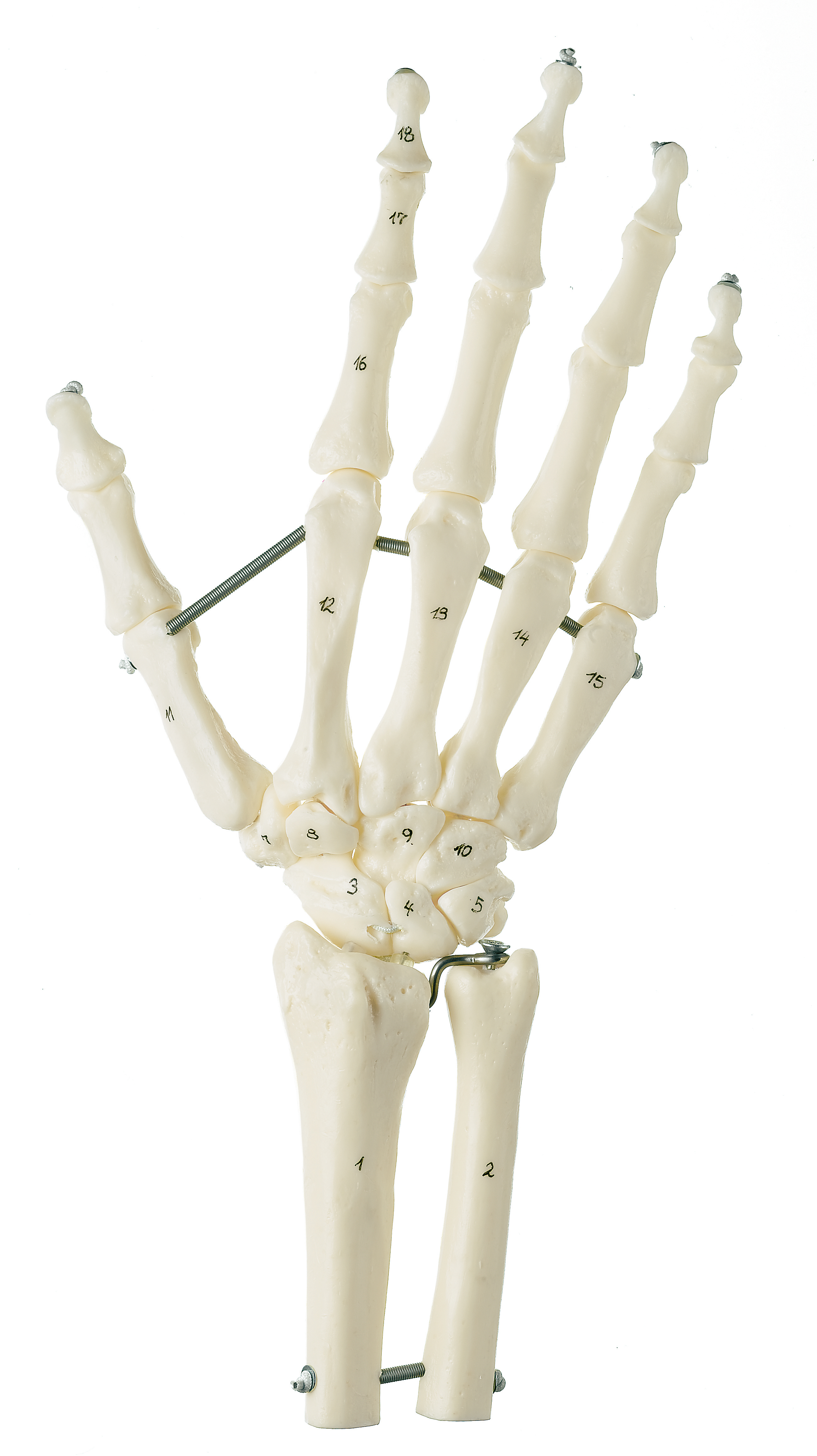 Skeleton of the Arm with Shoulder Girdle, Bone Models, Upper Extremities, Extremities, Anatomical SOMSO® models