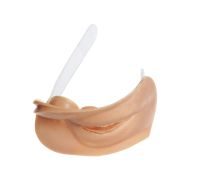 Äußere weibliche Geschlechtsorgane (zu CLA 3) Äußere weibliche Geschlechtsorgane (zu CLA 3)