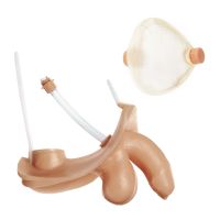 Männliches Geschlechtsorgan Männliches Geschlechtsorgan