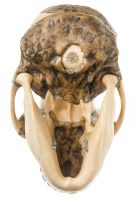 Vorschau: Schädelrekonstruktion von Australopithecus africanus Vorschau: Schädelrekonstruktion von Australopithecus africanus