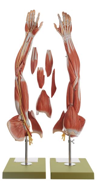 Muscles of the Arm with Shoulder Girdle
