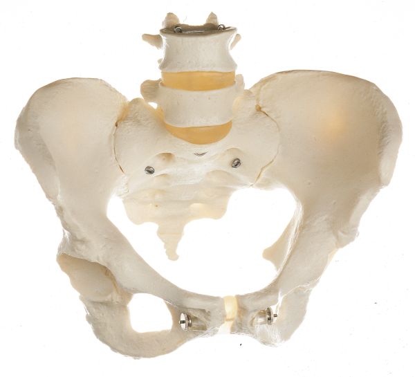Skeleton of Female Pelvis