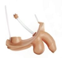 Männl. Geschlechtsorgan o. Harnblase o. Männl. Geschlechtsorgan o. Harnblase o.