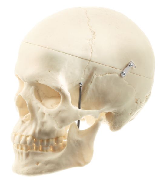 Artificial Human Skull, Female