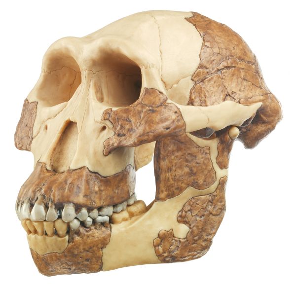 Reconstruction of Australopithecus afarensis
