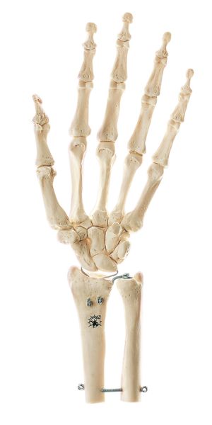 Skeleton of Hand with Base of Forearm